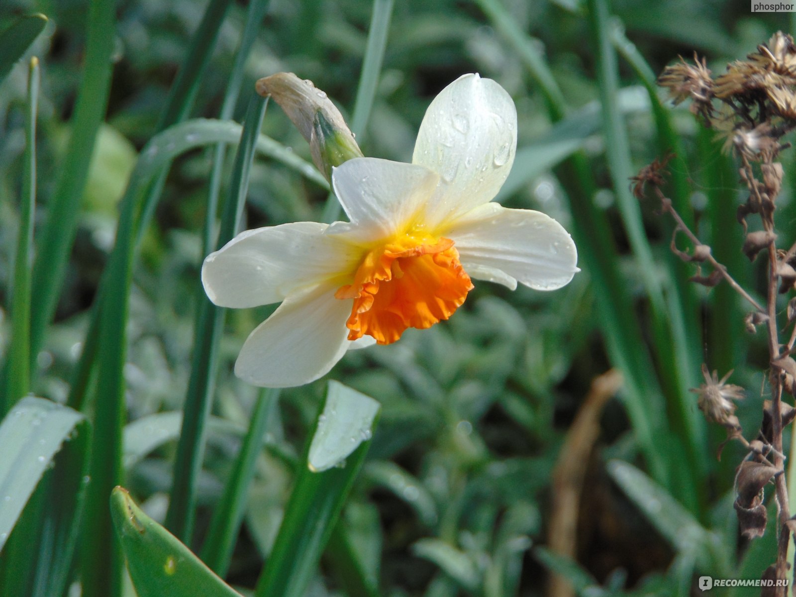 Нарцисс (Narcissus) - «Один раз посадите – отойдет внукам по наследству.  👵👶 Каких расцветок бывает и почему не очень приятно пахнет нарцисс –  неистребимый, самый живучий цветок среди луковичных» | отзывы