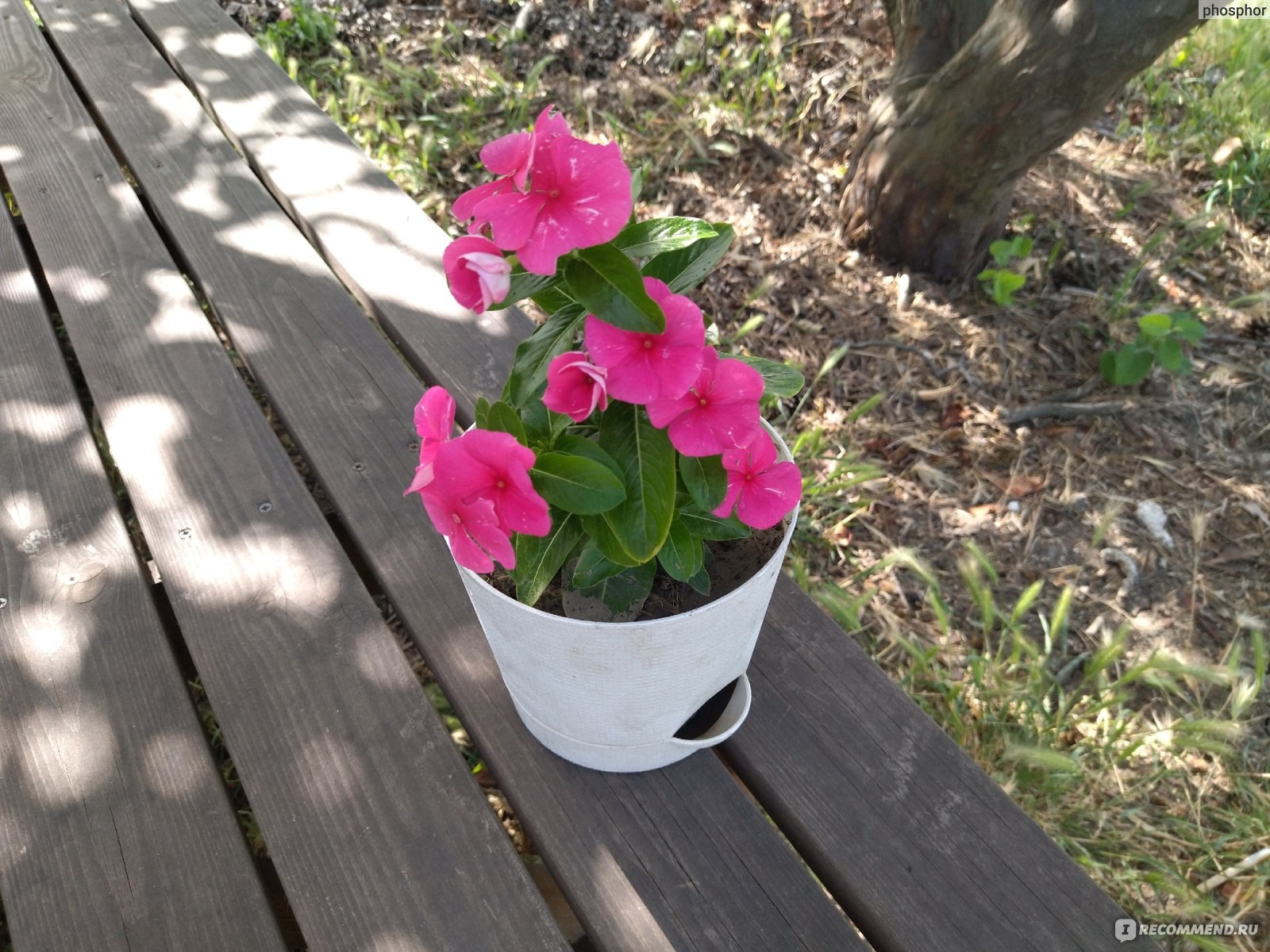 Катарантус розовый (Catharanthus roseus) - «Ну до чего хорош! Странно, что  пока редок. Катарантус – многолетник или однолетник? Он для сада или для  дома? Влюбилась с первого взгляда. Один из самых эффектных