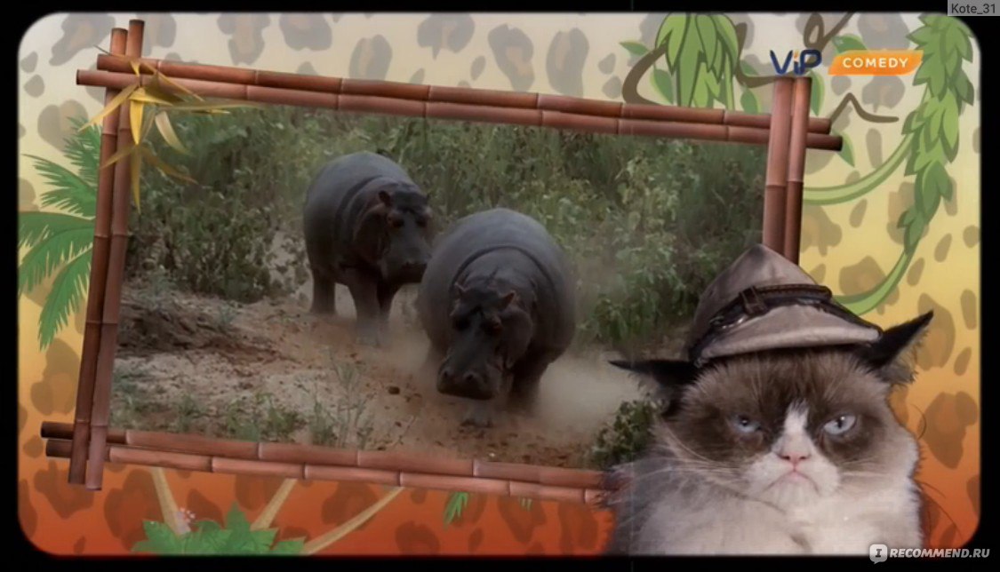 Худшее Рождество Сердитой кошки (2014, фильм) - «Фильм про Грампи Кэт  (сердитую или грустную кошку)» | отзывы