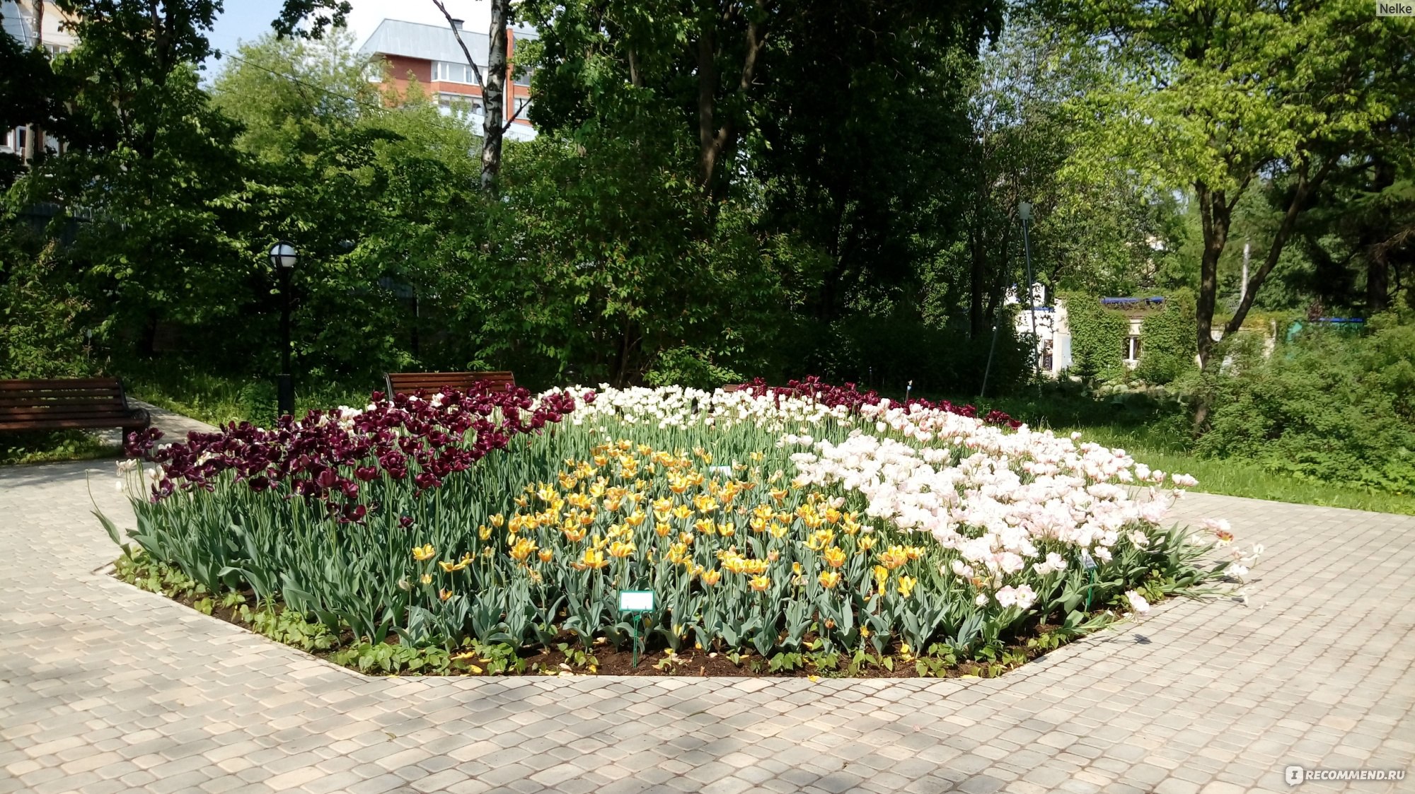 Ботанический сад Киров тюльпаны
