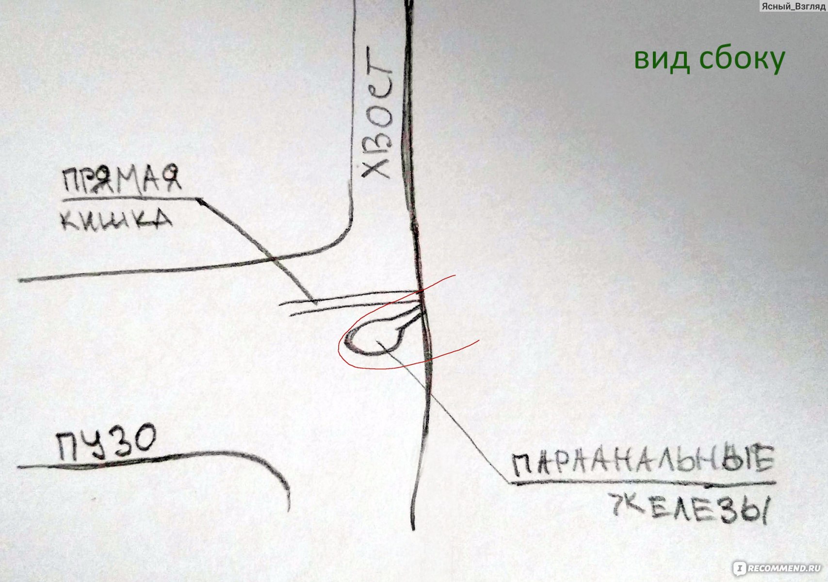 Воспаление параанальных желез у кошки - лечение воспаления ануса у кошки | Royal Canin