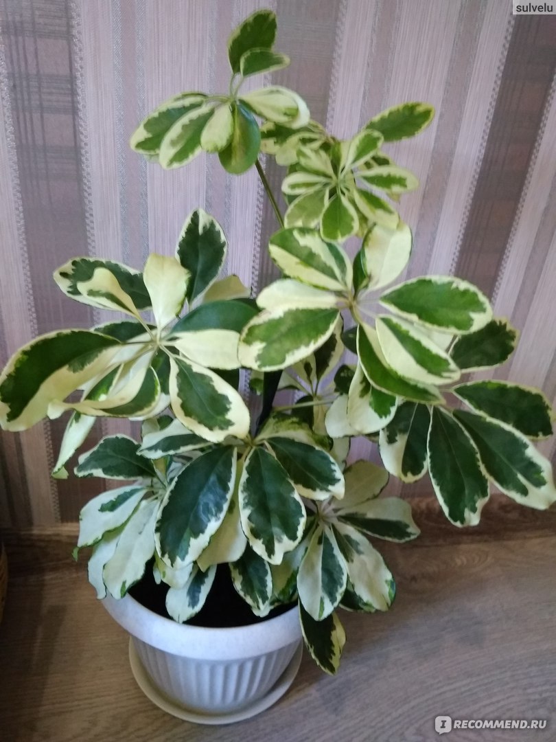 Шеффлера - «Моя вариегатная лапочка - японская Schefflera arboricola  variegata» | отзывы