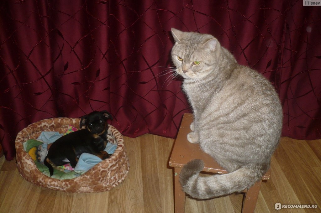 пти брабансон и кошка в квартире