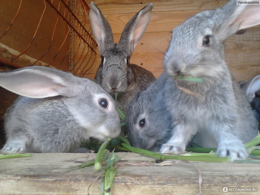 Варианты разведения кроликов в домашних условиях, на даче и в промышленных масштабах