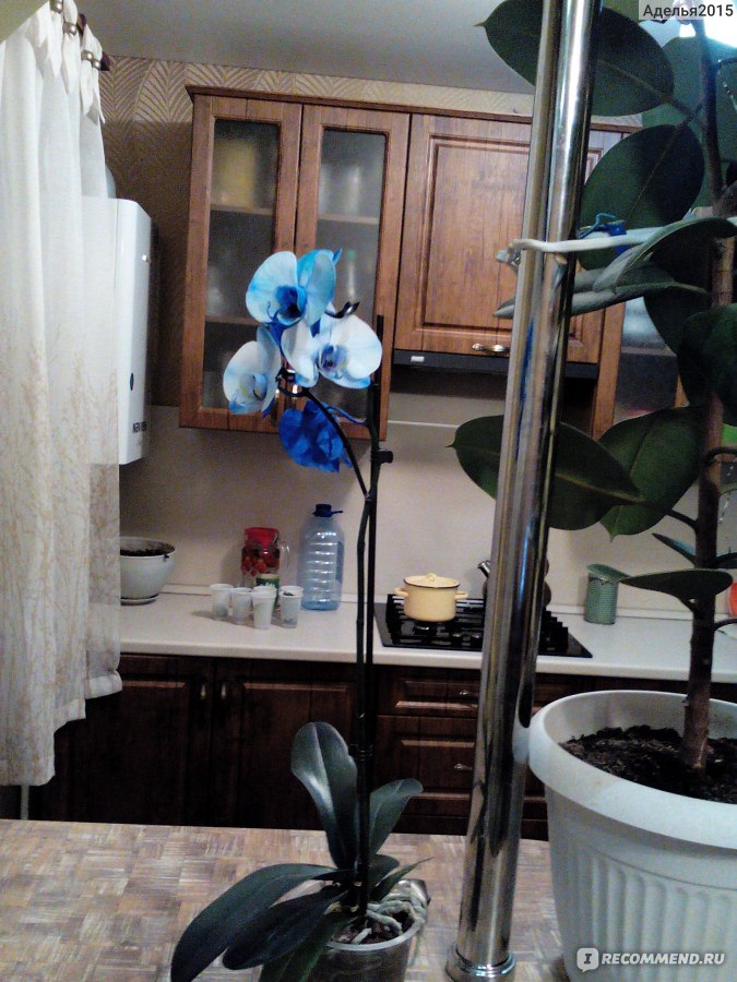 Орхидея Фаленопсис фото