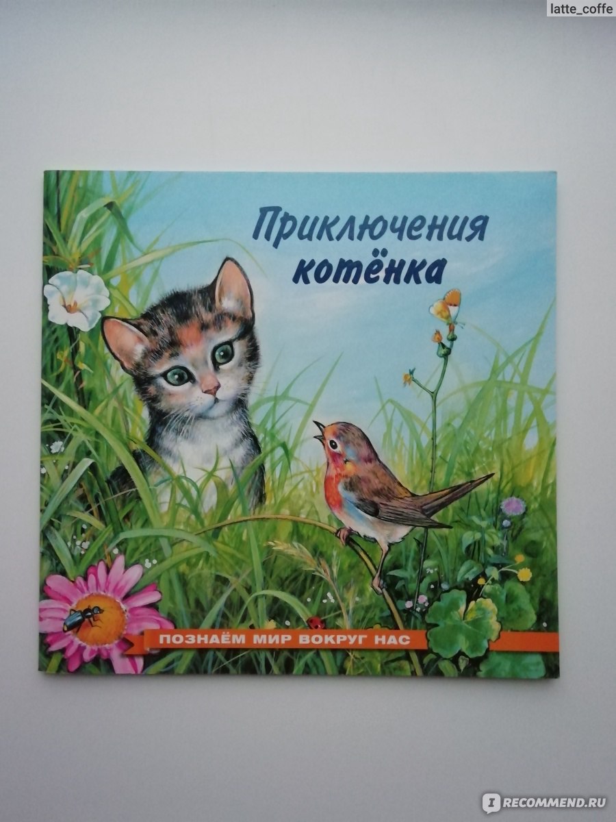 Приключения котёнка. Гурина И. В. - «О жизни маленького котёнка.» | отзывы