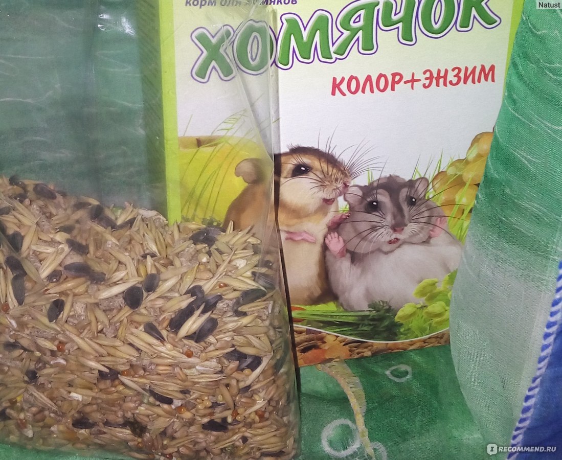 Сметана хомякам можно. Что можно кушать хомякам. Какие крупы можно хомякам. Какие крупы дать хомяку.