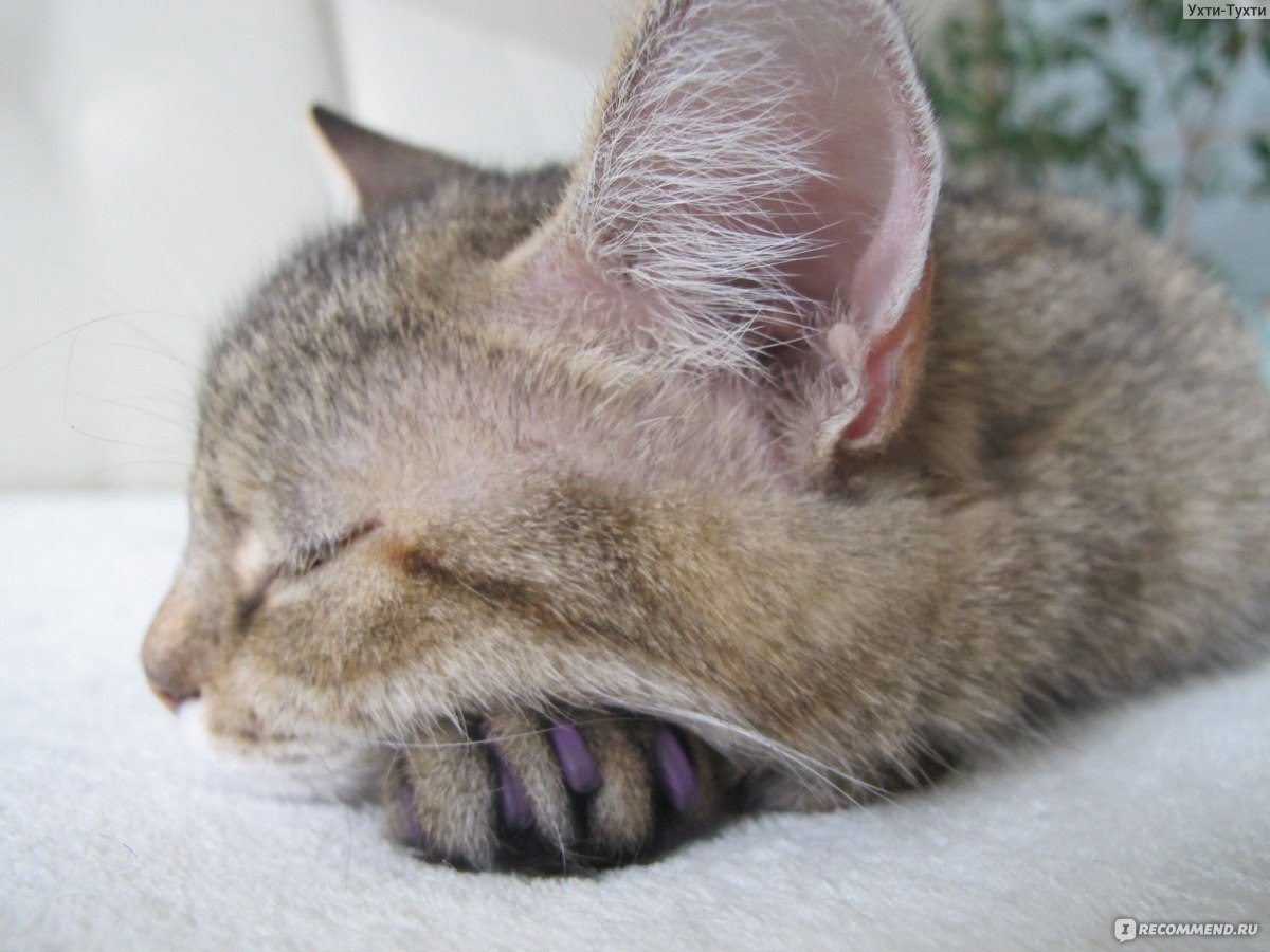 Приют для кошек лапки царапки пермь