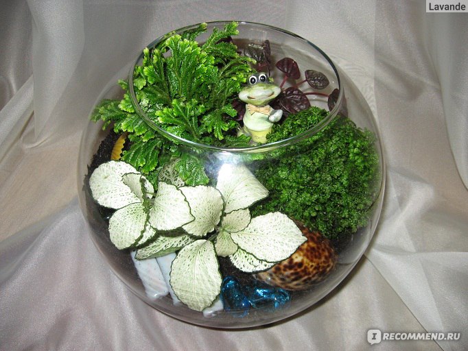 Флорариум своими руками. Как сделать мини сад в стекле, растения для флорариума