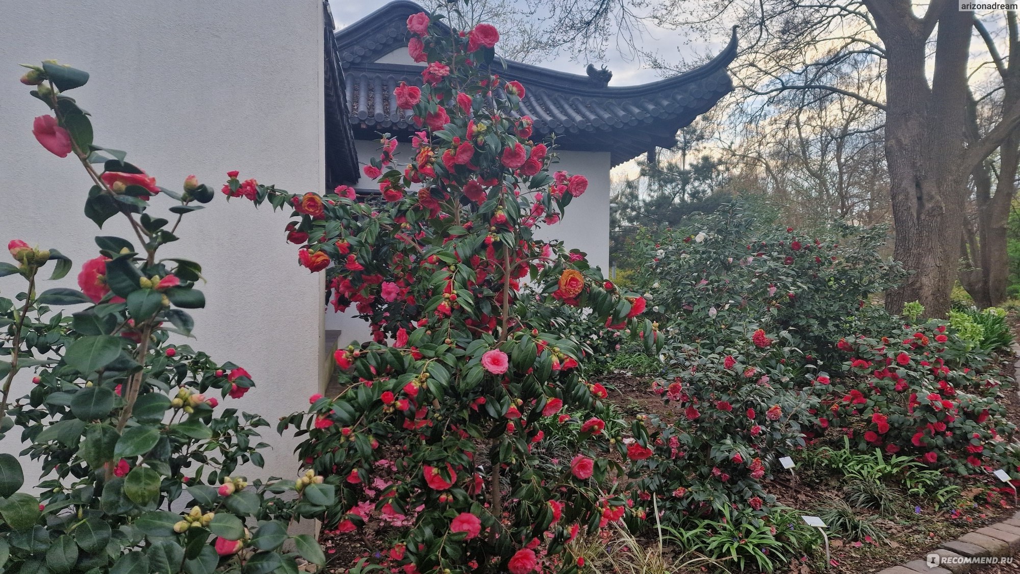 Китайский чайный дом China Tea House, Манхейм, Германия - «Впервые пили  знаменитый и дорогой китайский чай Black dragon в атмосферном китайском  ресторане с красивыми китайскими террасами и садом с камелиями🌹🌹🌹» |  отзывы