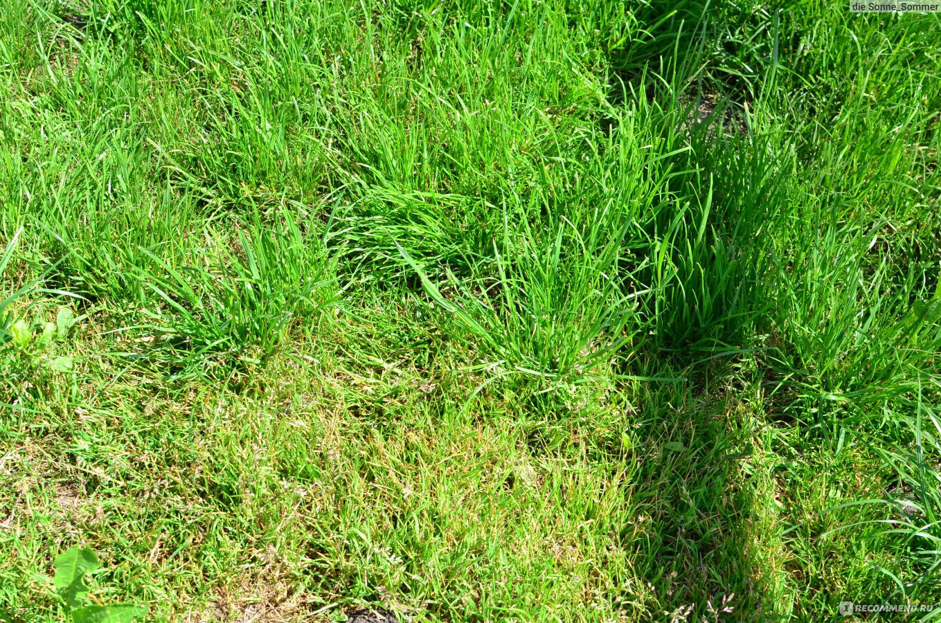 Конотоп трава для газона фото