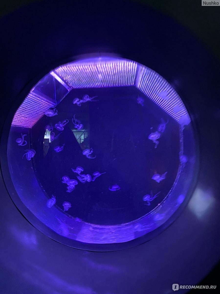 медузы Москвариум