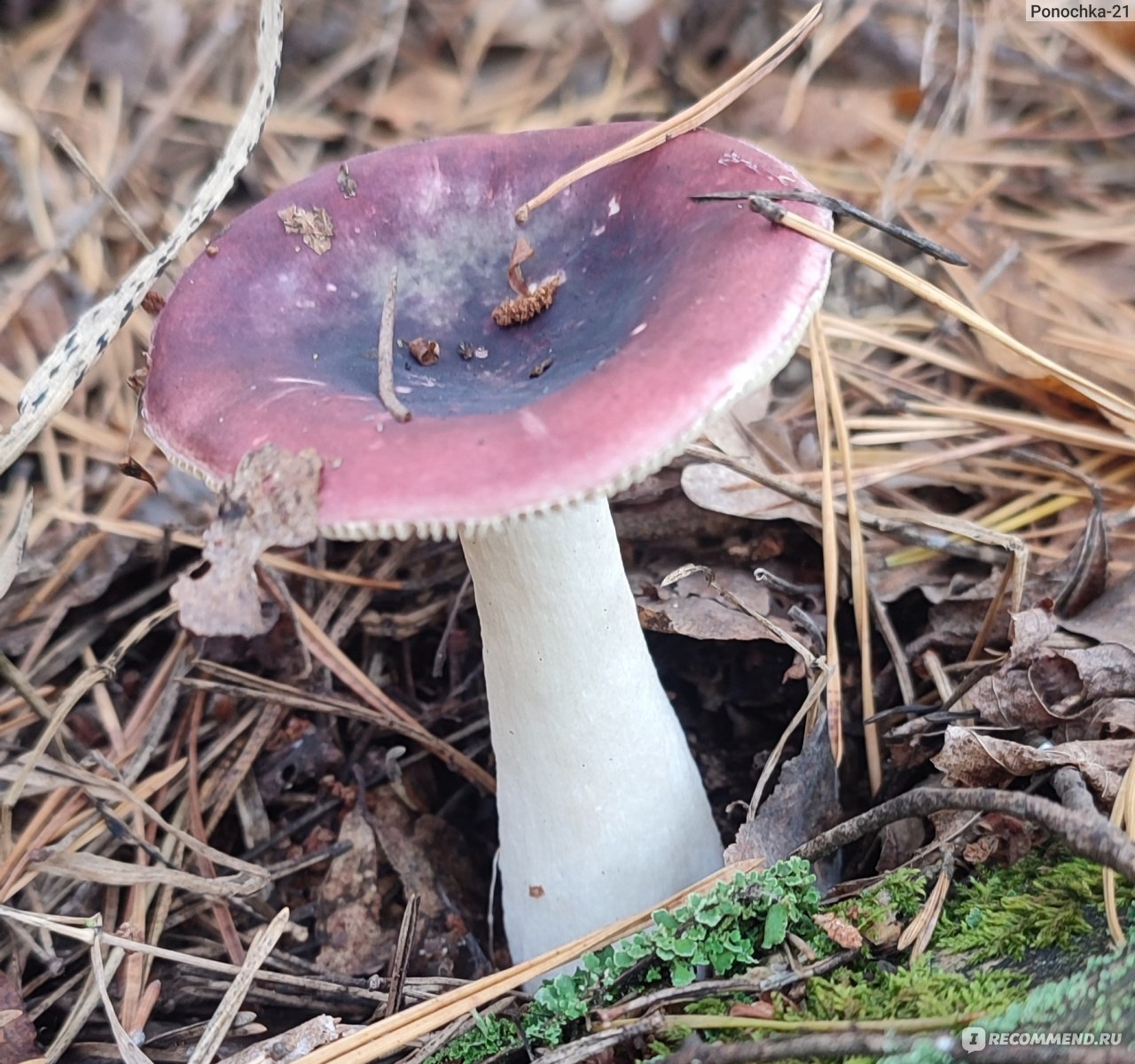 Какие грибы растут в липецких лесах