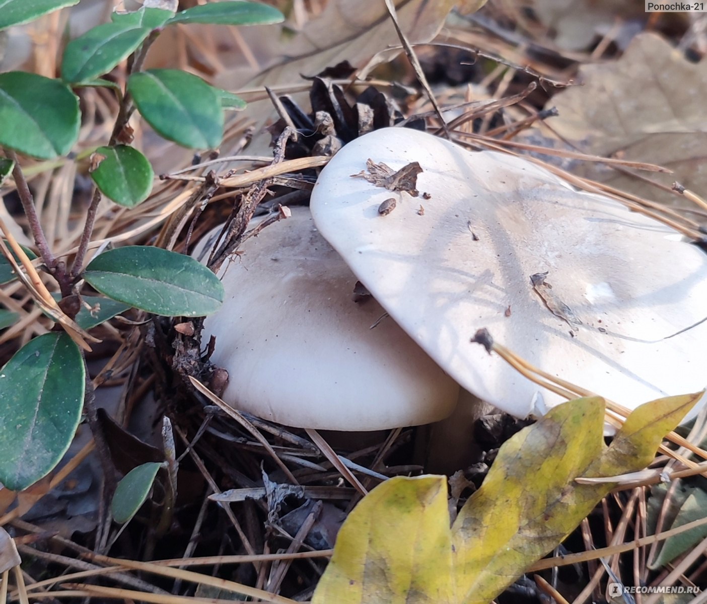 Какие грибы растут осенью в Липецкой области