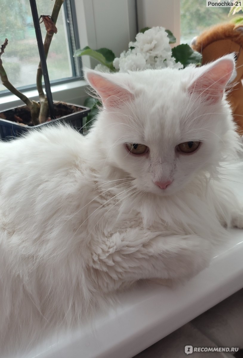 Беспородные кошки и Метисы - «Белые глухие кошки: почему они такие? Как  жить с глухой кошкой? Для меня - отлично» | отзывы