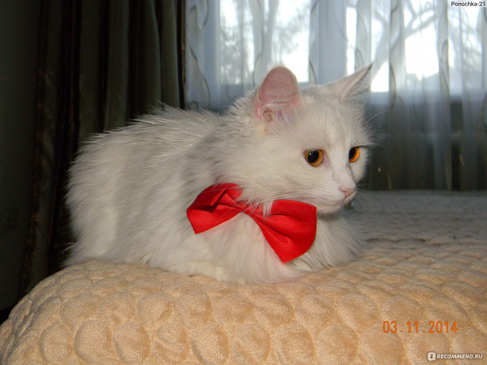 Беспородные кошки и Метисы - «Белые глухие кошки: почему они такие? Как  жить с глухой кошкой? Для меня - отлично» | отзывы