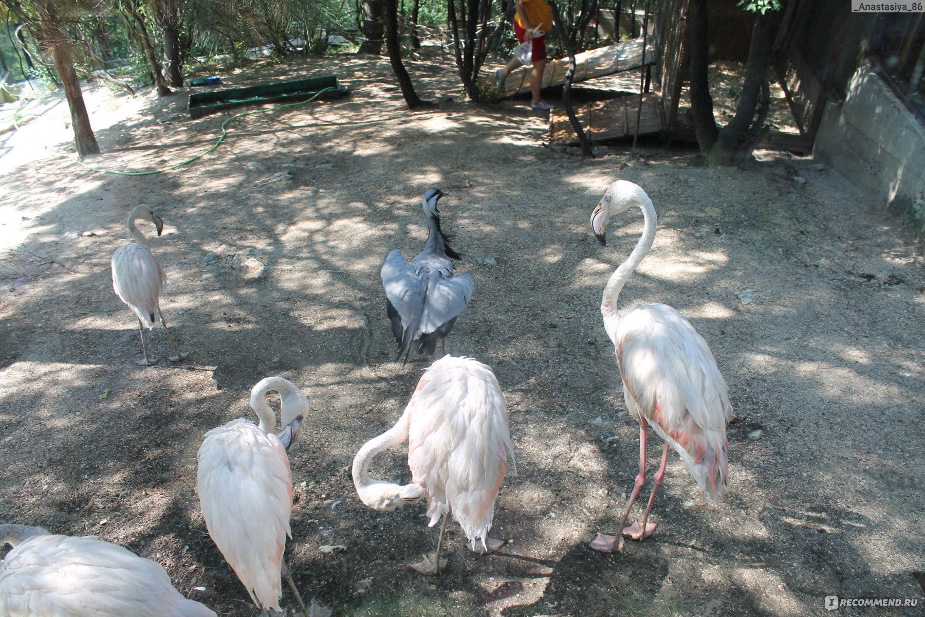 Сафари парк Геленджик попугаи