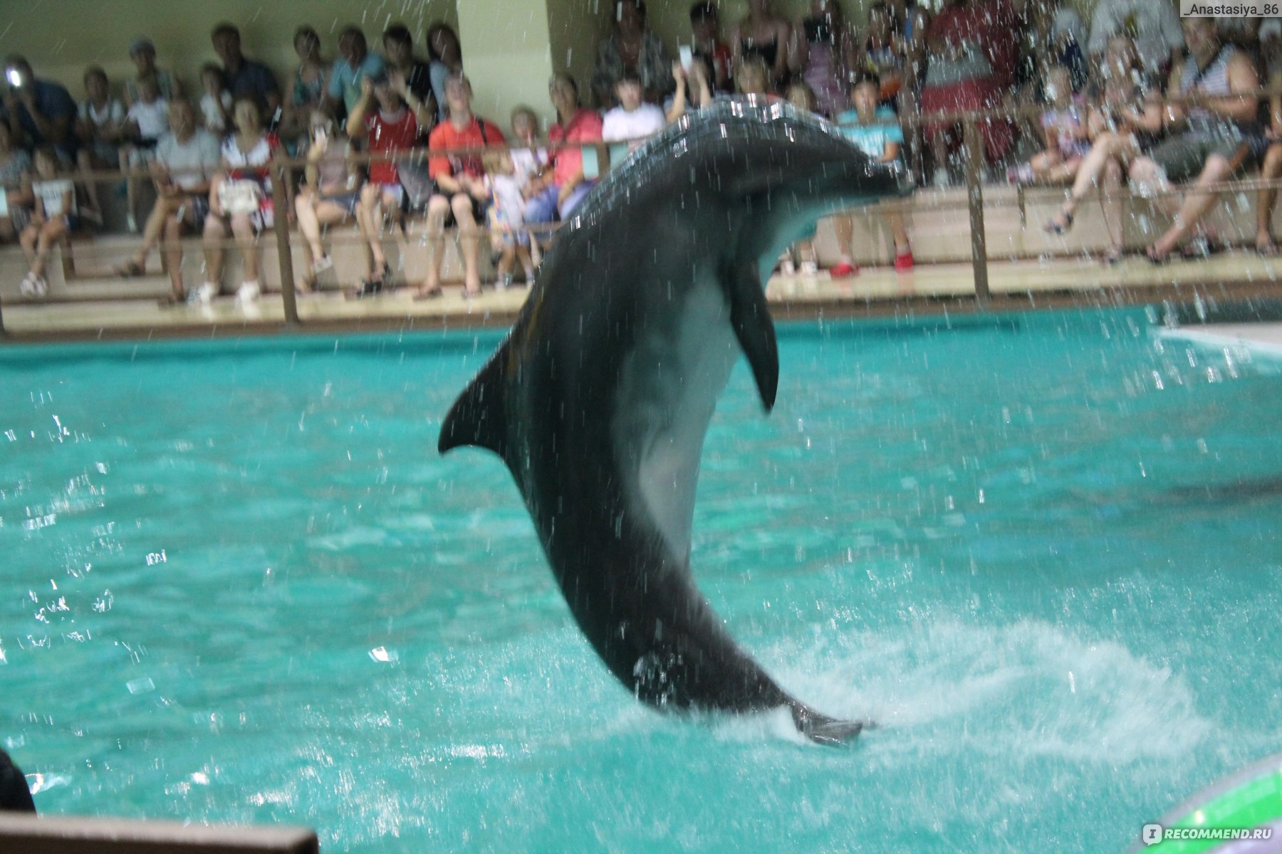 Дельфинарий Геленджик. Дельфин