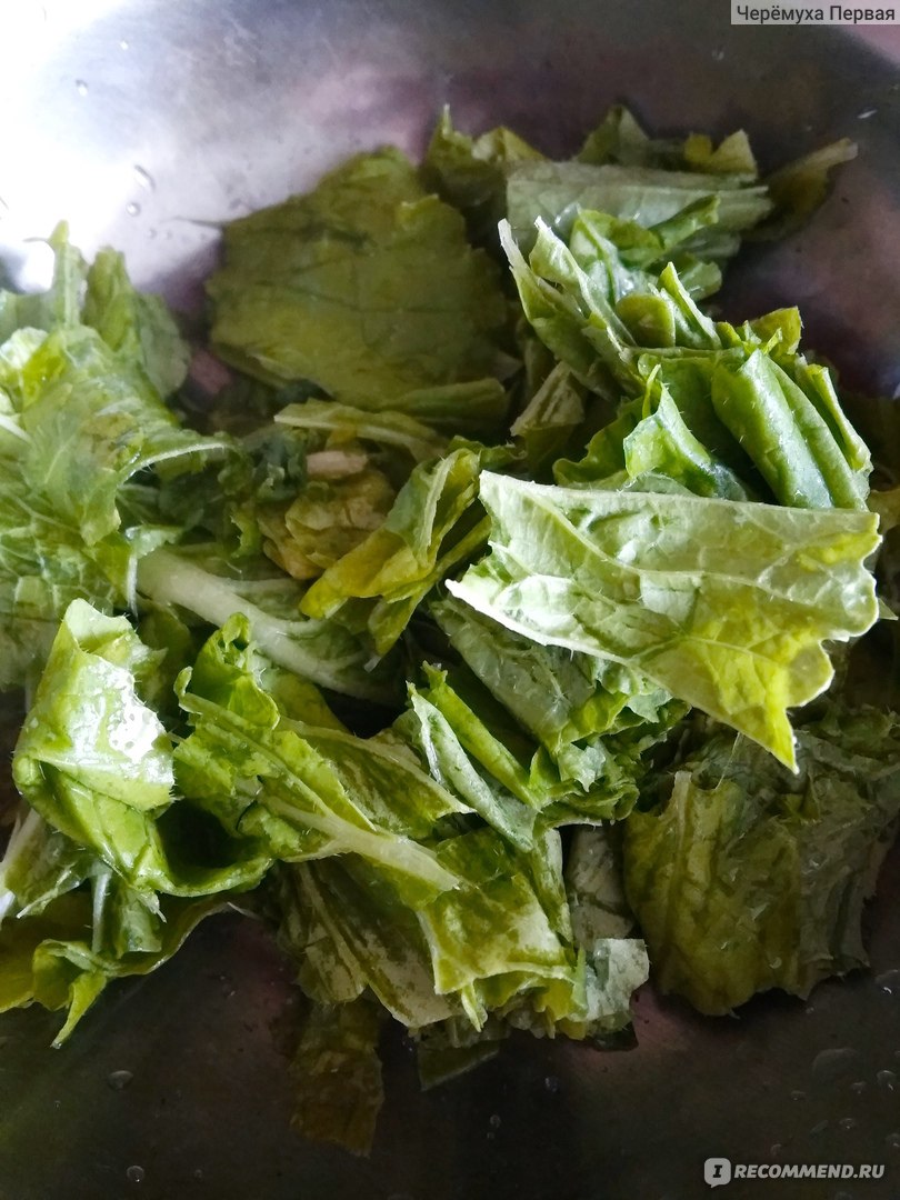 14 самых популярных видов листьев салата