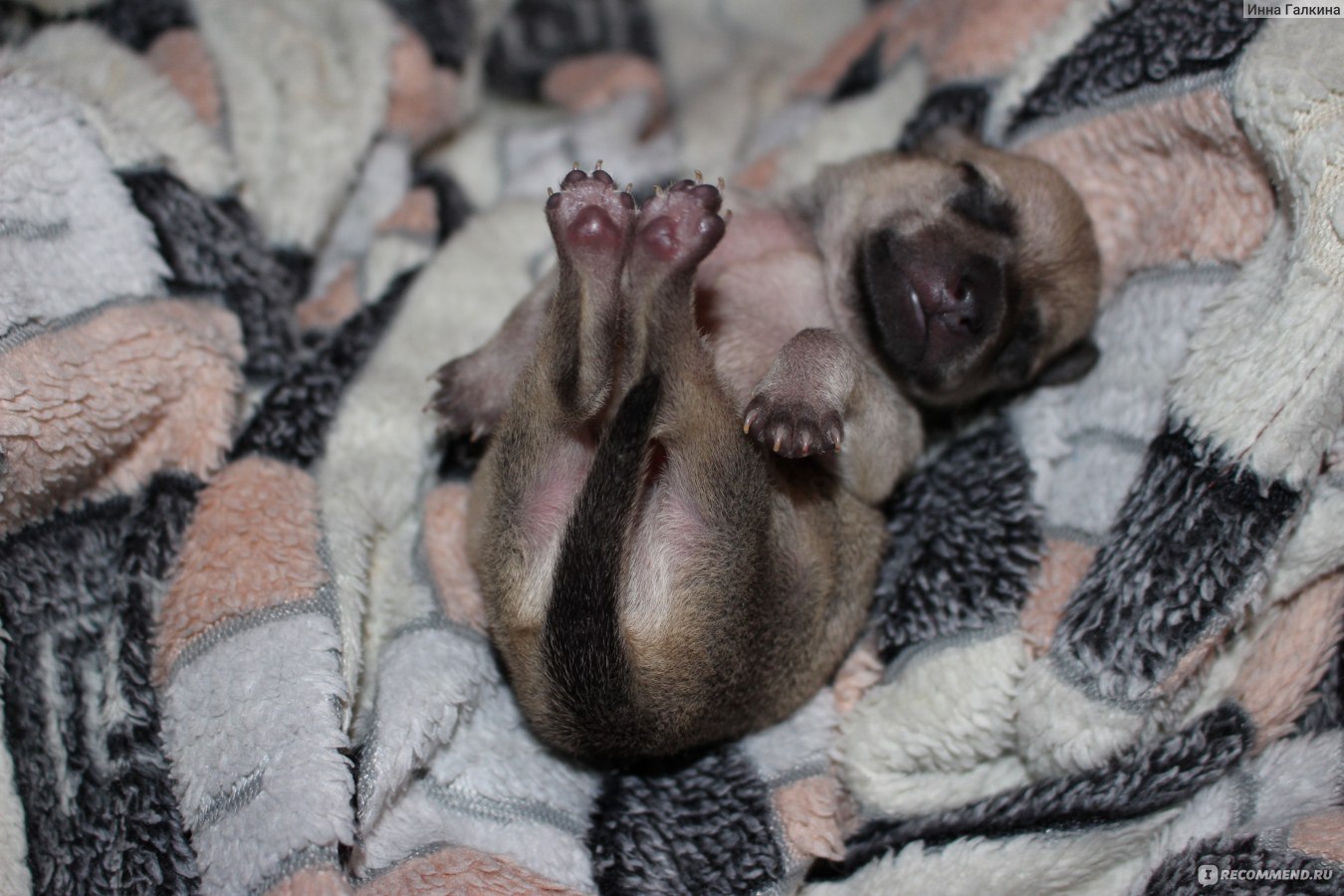 Заменитель молока для щенков Beaphar  PUPPY MILK  фото