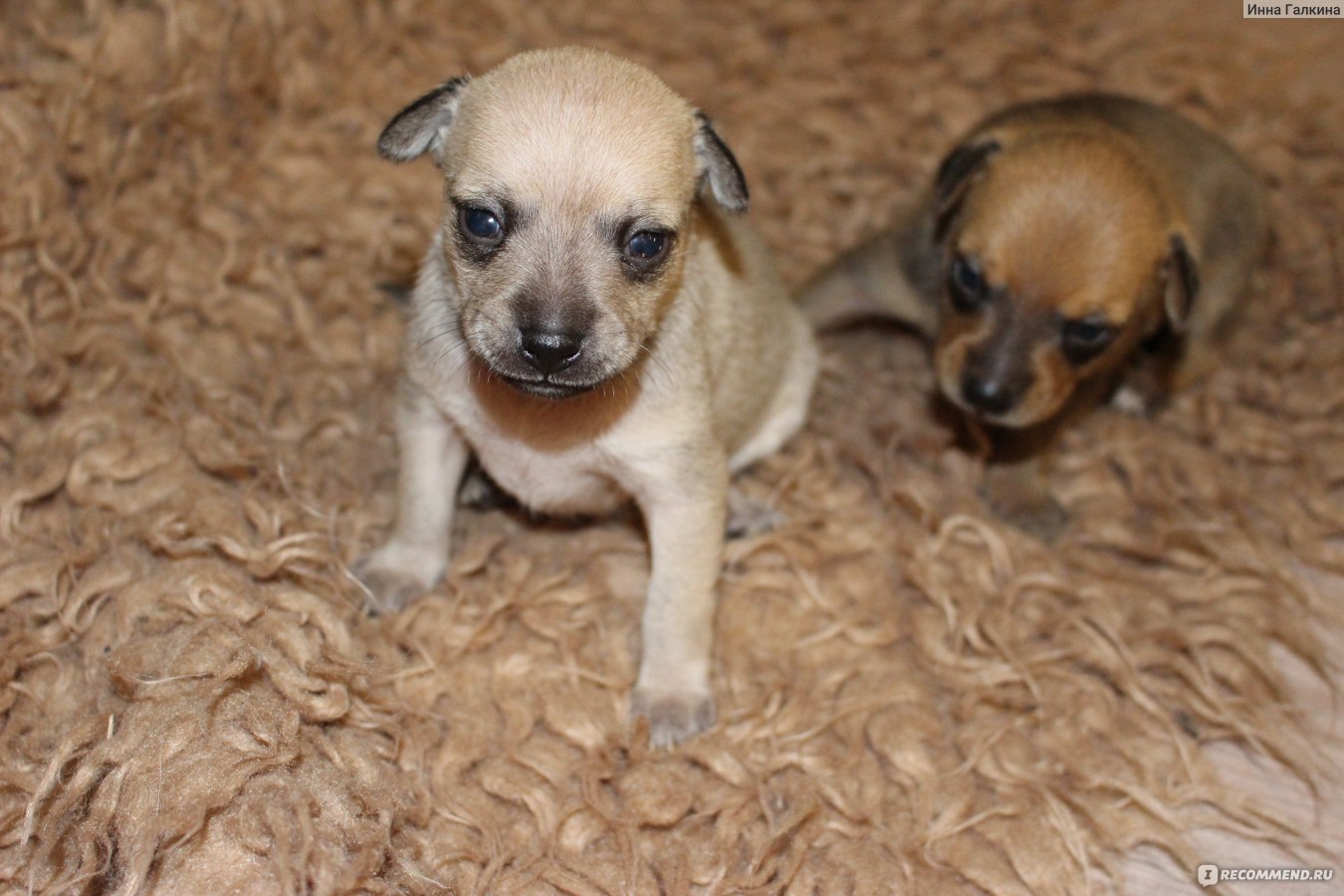 Заменитель молока для щенков Beaphar  PUPPY MILK  фото