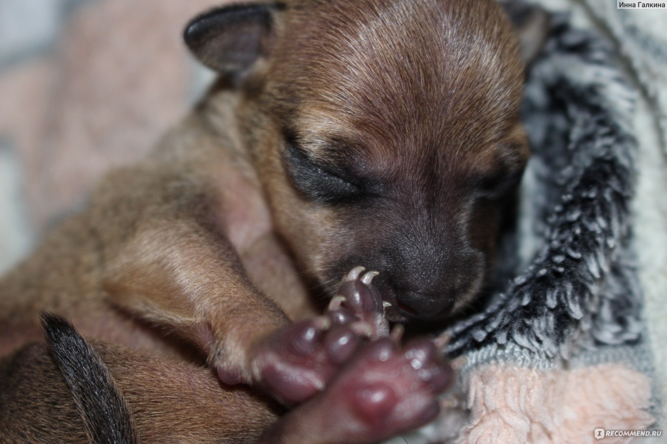 Заменитель молока для щенков Beaphar  PUPPY MILK  фото