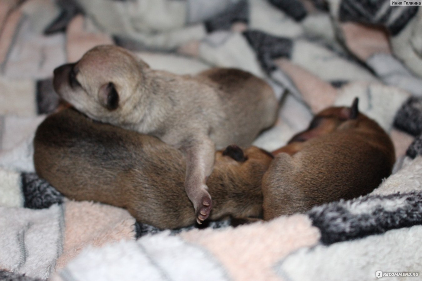 Заменитель молока для щенков Beaphar  PUPPY MILK  фото