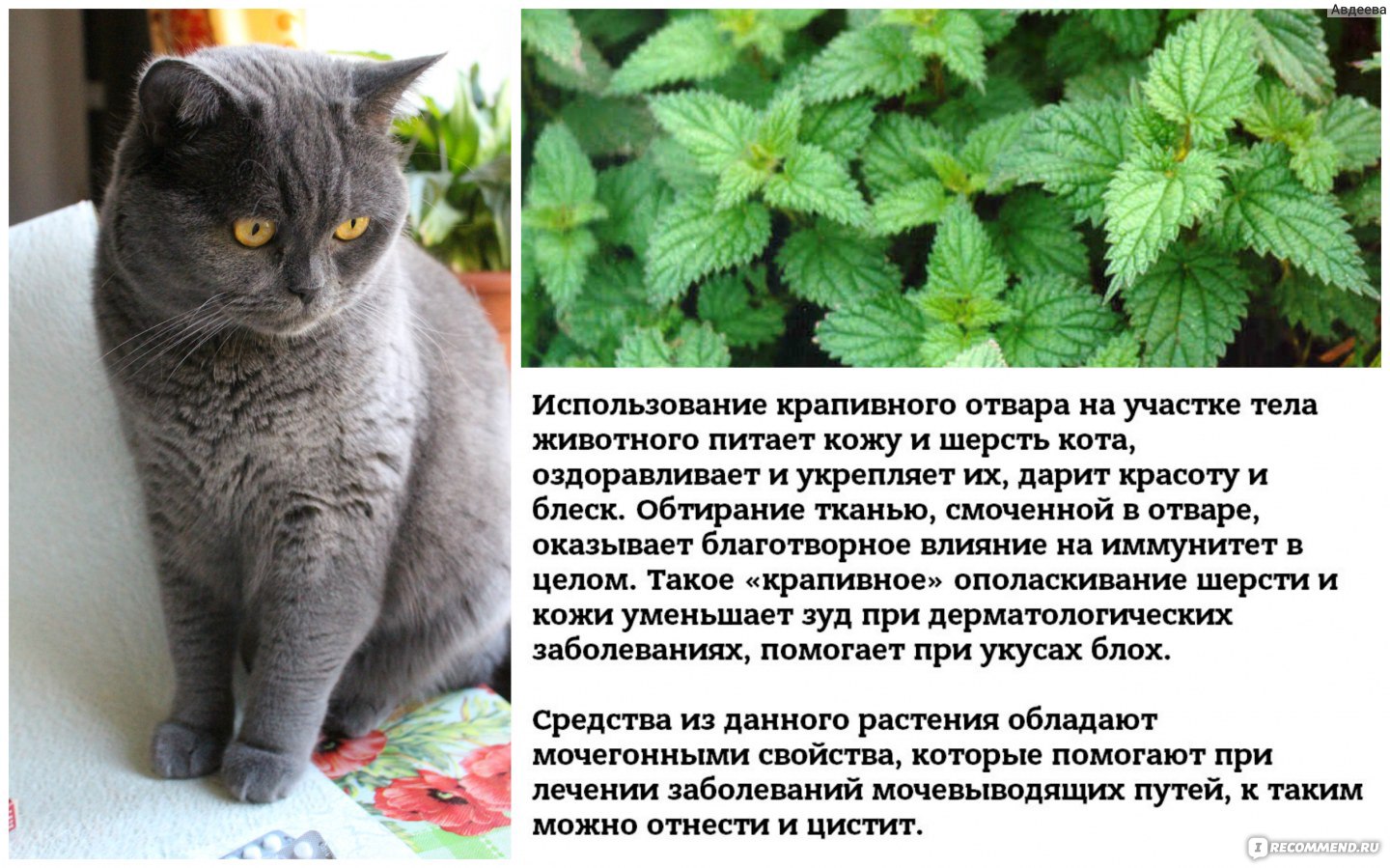 Трава от мочекаменной болезни у котов