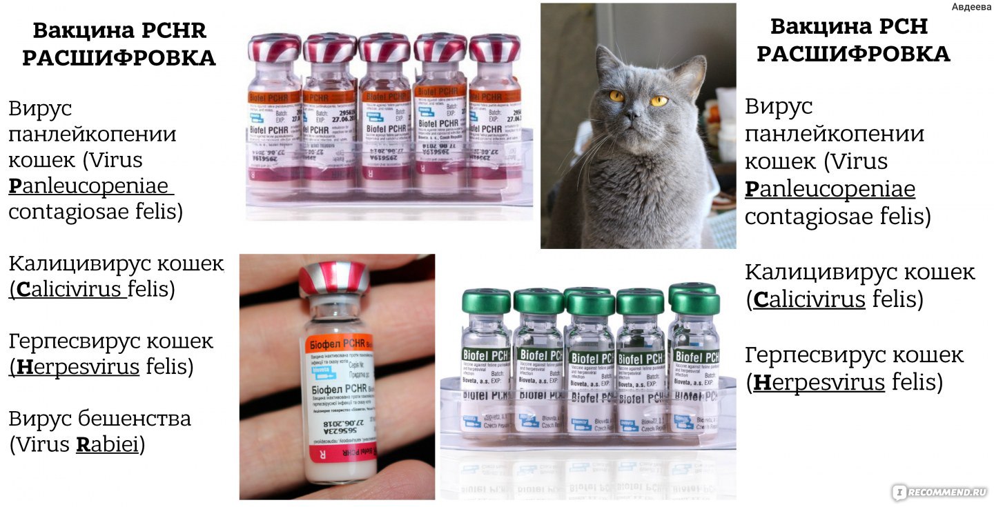 Сколько надо прививок кошке. Прививки для котов вакцина комплексная. Прививка коту Биофел. Комплексная прививка для котят название. Название комплексной прививки для котов.