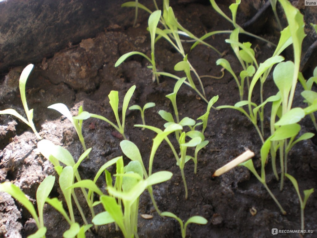 Салат: технология выращивания