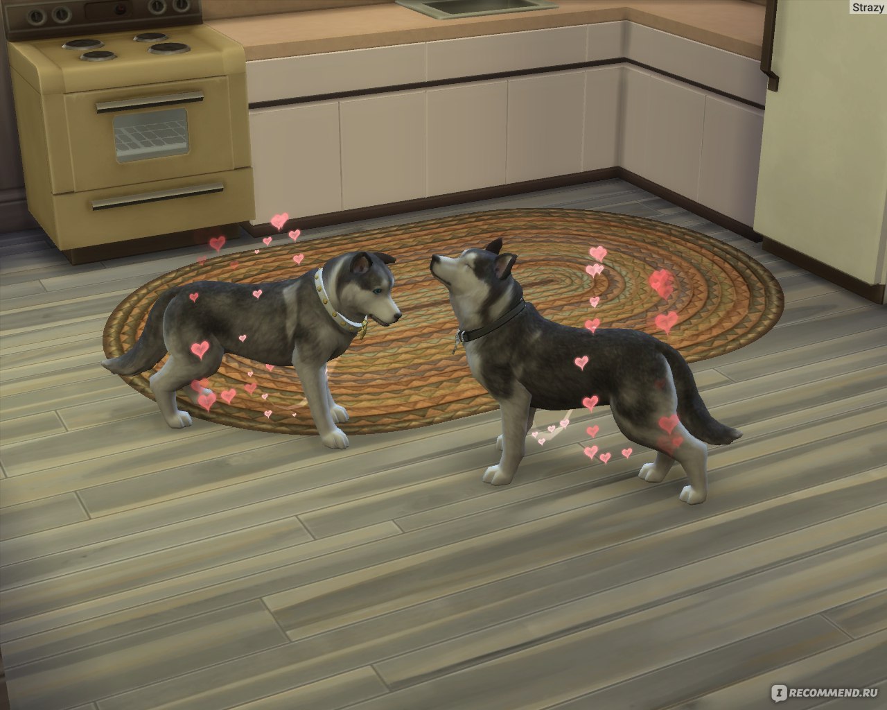 Симс кошки и собаки. The SIMS 4. кошки и собаки. Симс 4 кошки и собаки. Симс 4 коты и собаки. Рождение щенков в симс 4.