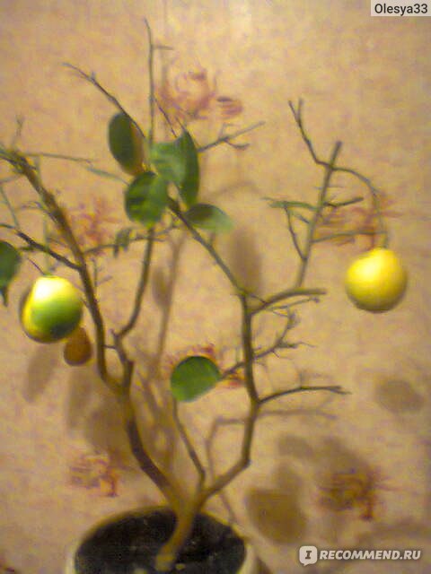 Сохнут листья и ствол у комнатного лимона