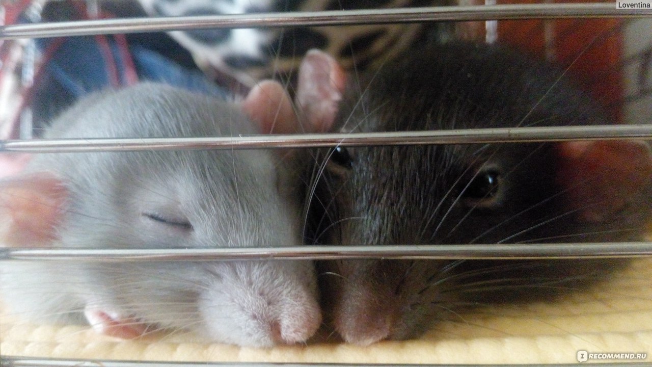 Клетка для крыс своими руками | Ратмания