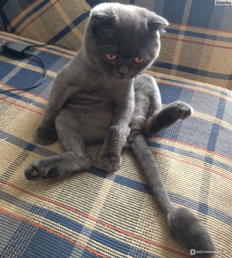 Скоттиш-фолд (Шотландская вислоухая кошка) - «Что делать если у него  круглый год лезет шерсть? Стрижка шотландским любимчикам. Фото без  цензуры))).» | отзывы