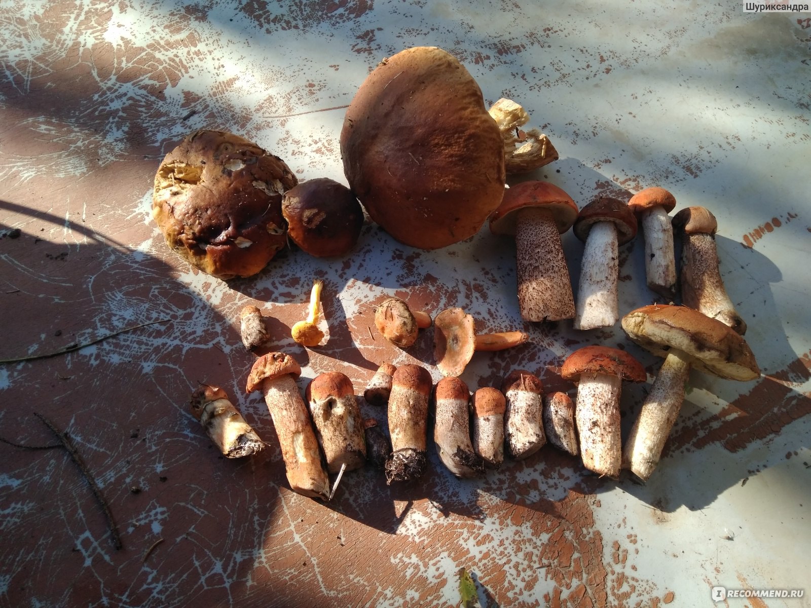 Методы кулинарной обработки гриба ежовика