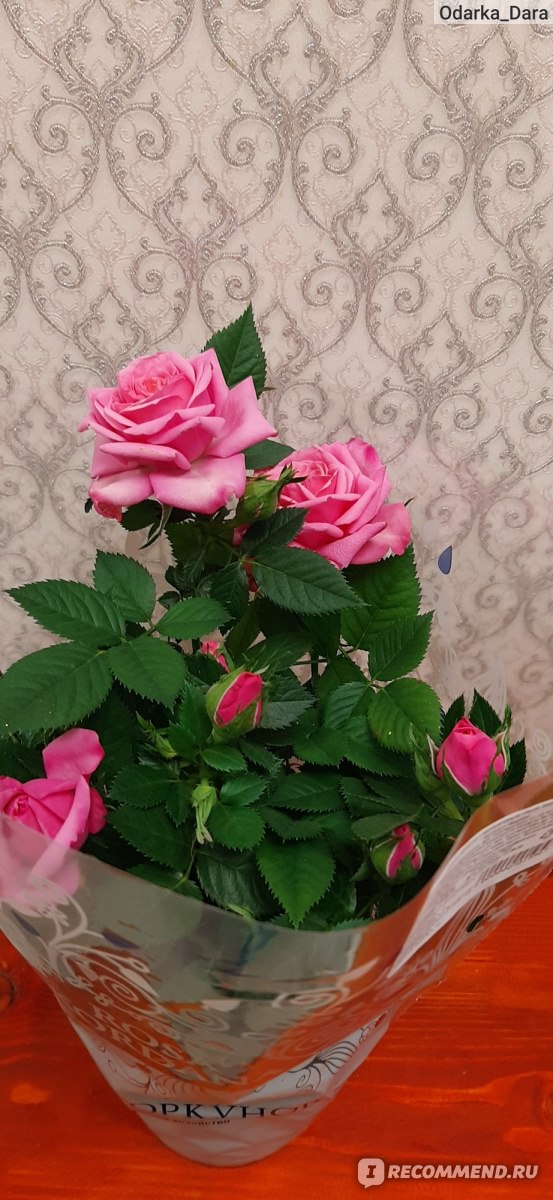 Как роза свежа… Продление жизни букету из роз