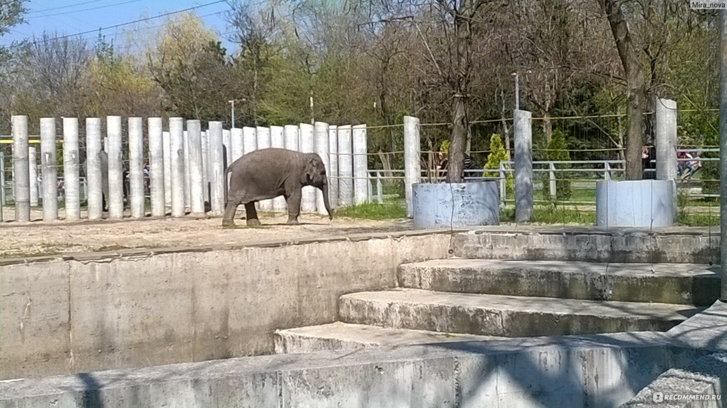 План зоопарка в ростове на дону