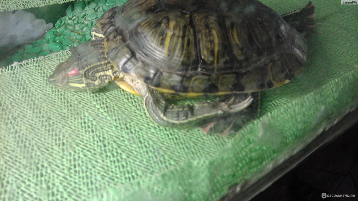 Красноухая черепаха / Trachemys scripta - «Безшумное миниатюрное домашнее  животное :)» | отзывы