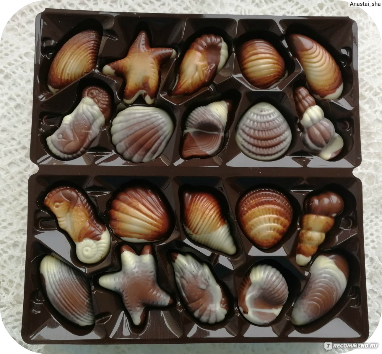 Belgium Marine Shells Chocolate