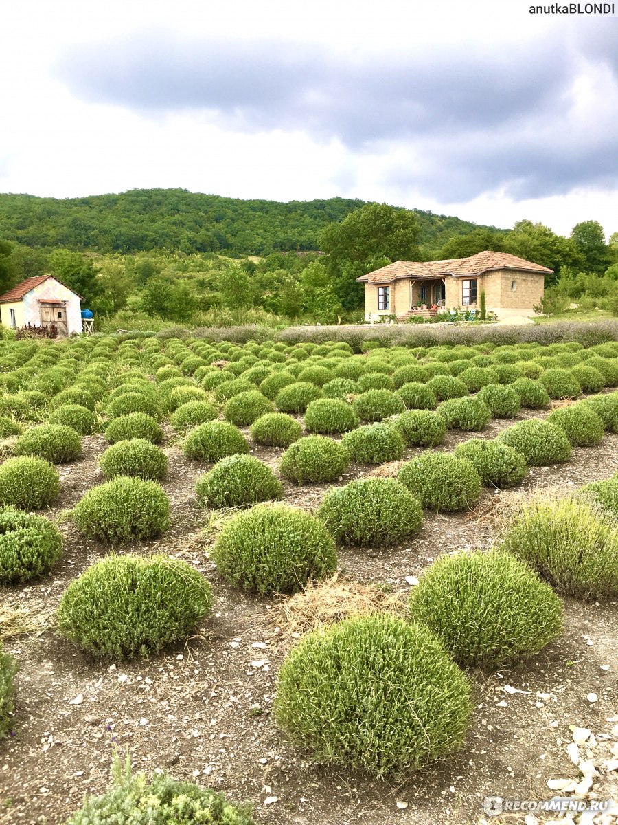 Дом ароматных трав/ Maison Des Plantes Aromatiques, Новороссийск,  Краснодарский край, Россия - «Лавандовая ферма между Анапой и  Новороссийском 💜 Фото + Видео » | отзывы