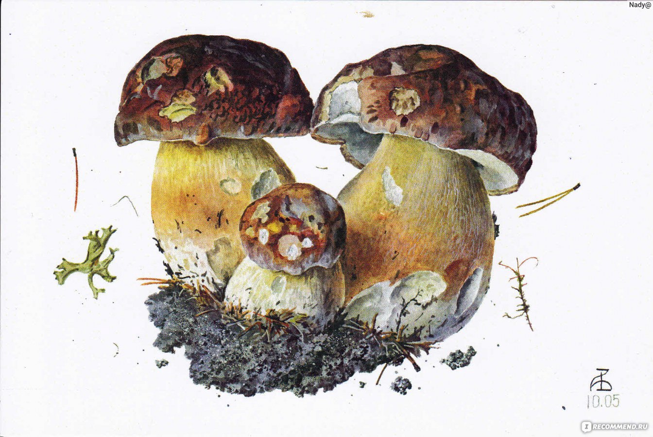 Акварельные грибы Александра Вязьменского