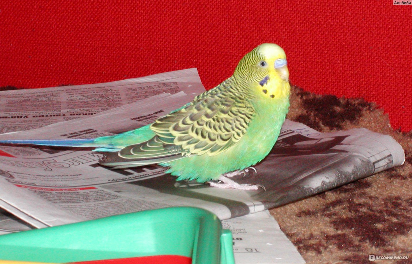 Аппликация «Волнистый попугайчик» из самодельной цветной бумаги с шаблоном