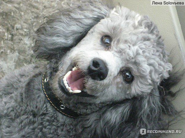 Самые красивые породы собак в мире — топ с фото, названием и описанием