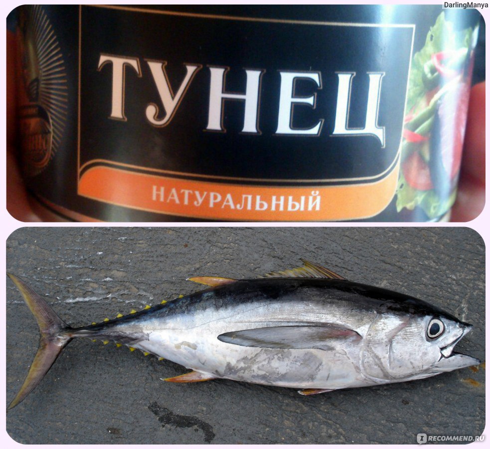 Консервы из тунца в автоклаве — простые и доступные рецепты