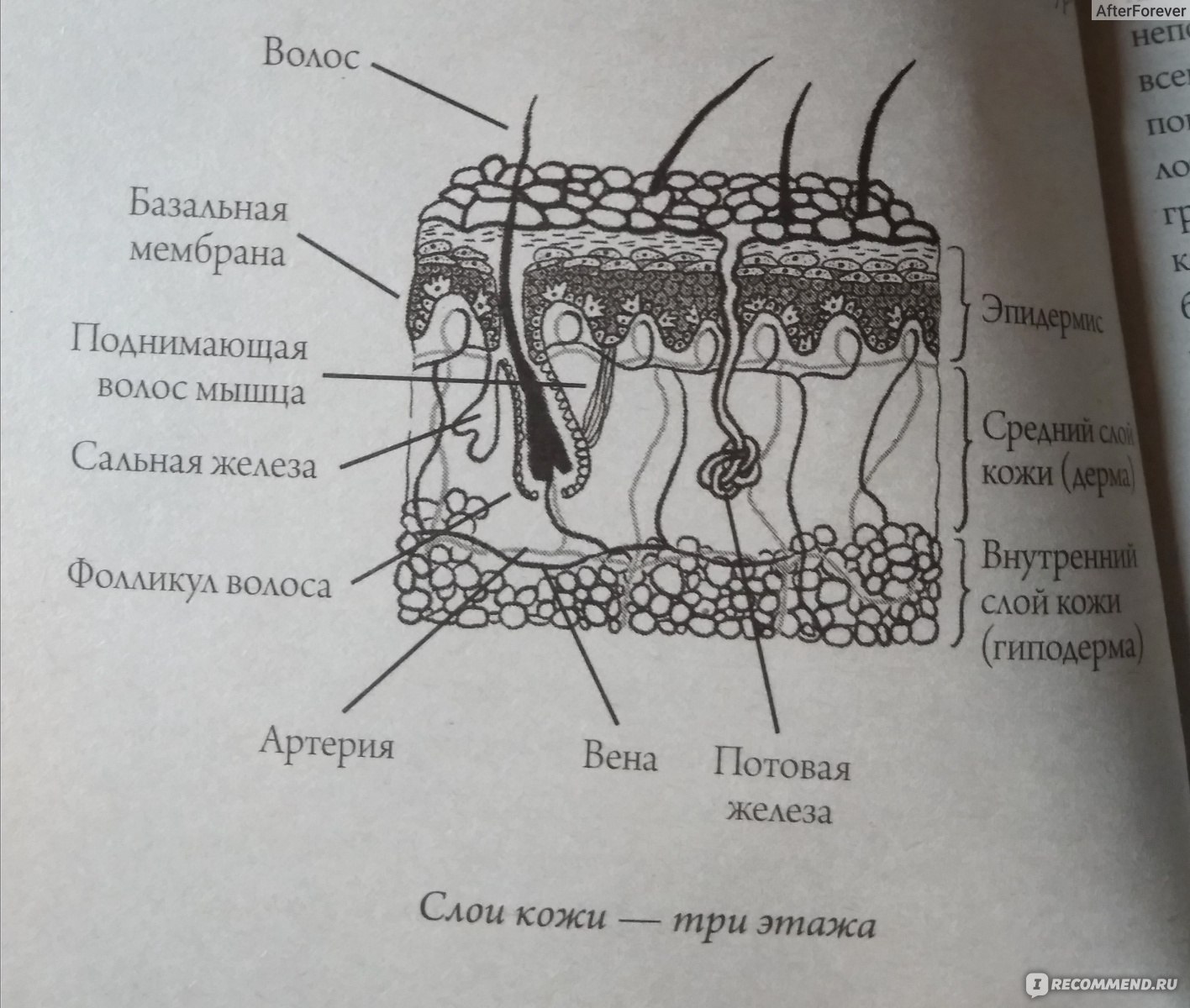 Ячеистый рисунок кожи