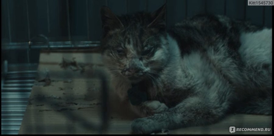 Фильм я кот