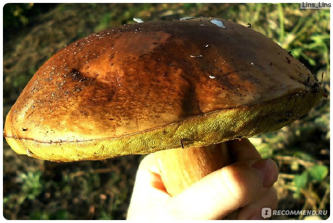 Грибы Боровик ( белый гриб) фото