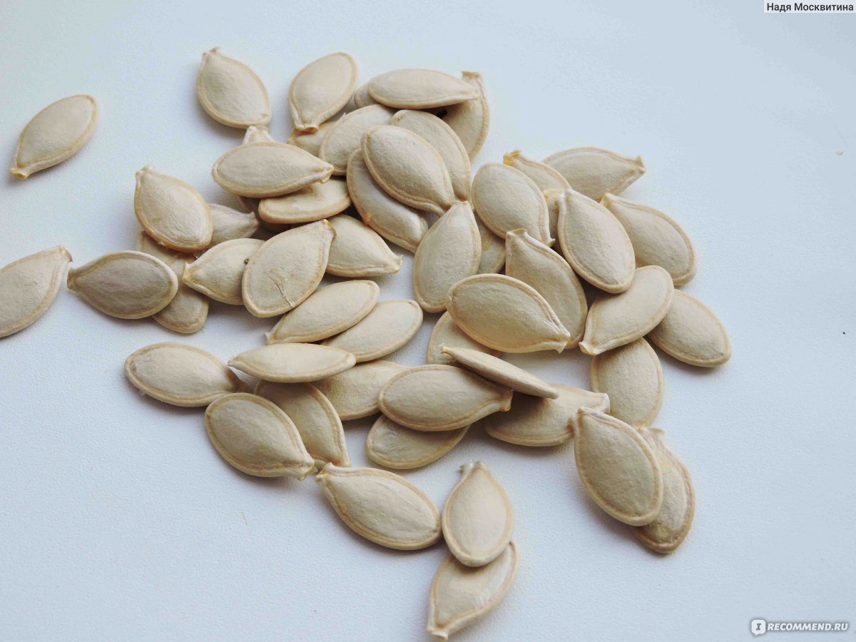семена кабачков фото