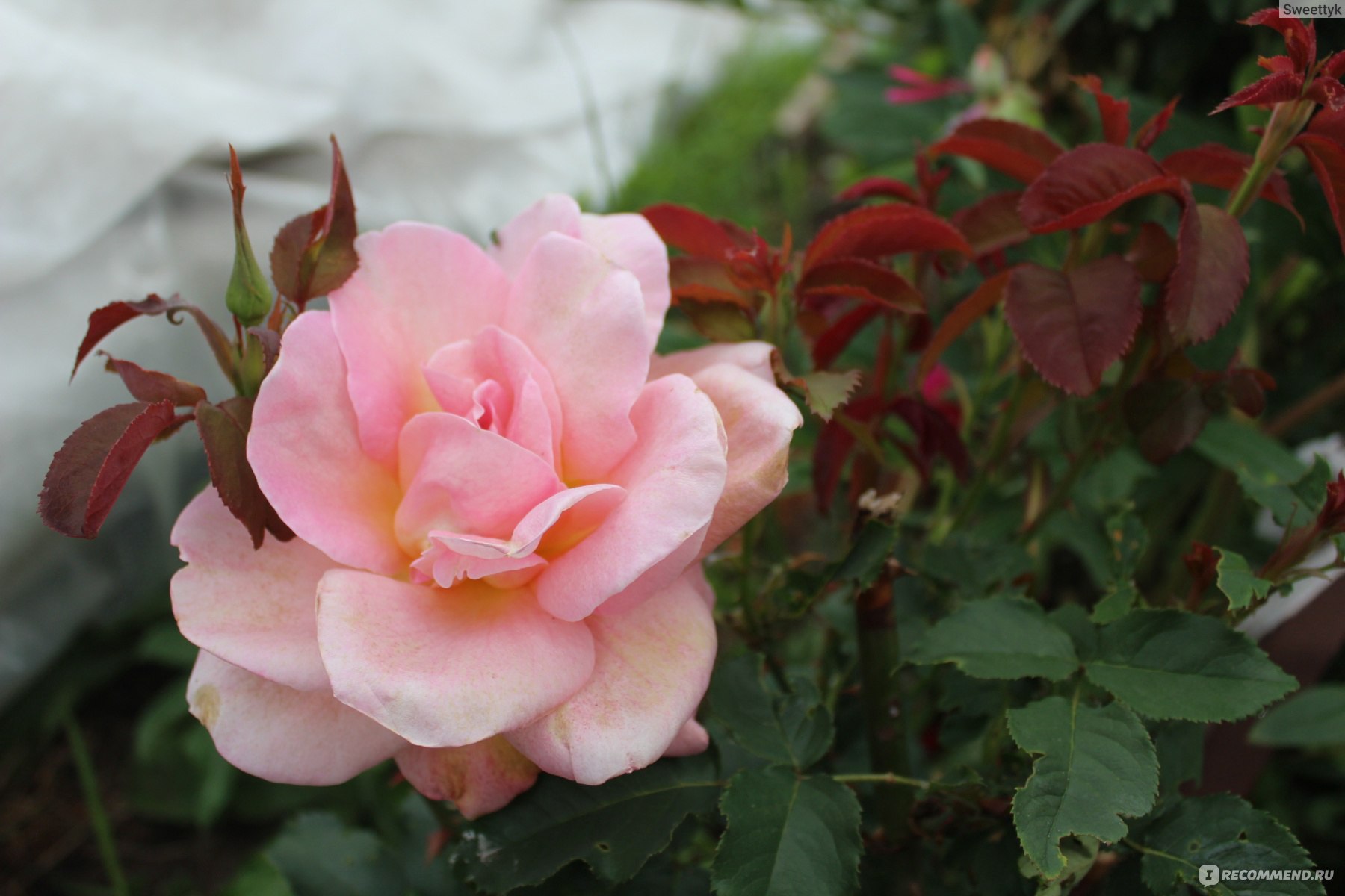 Роза Стромболи