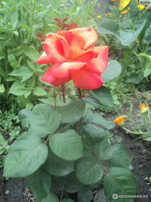 Роза джипси леонидас фото и описание